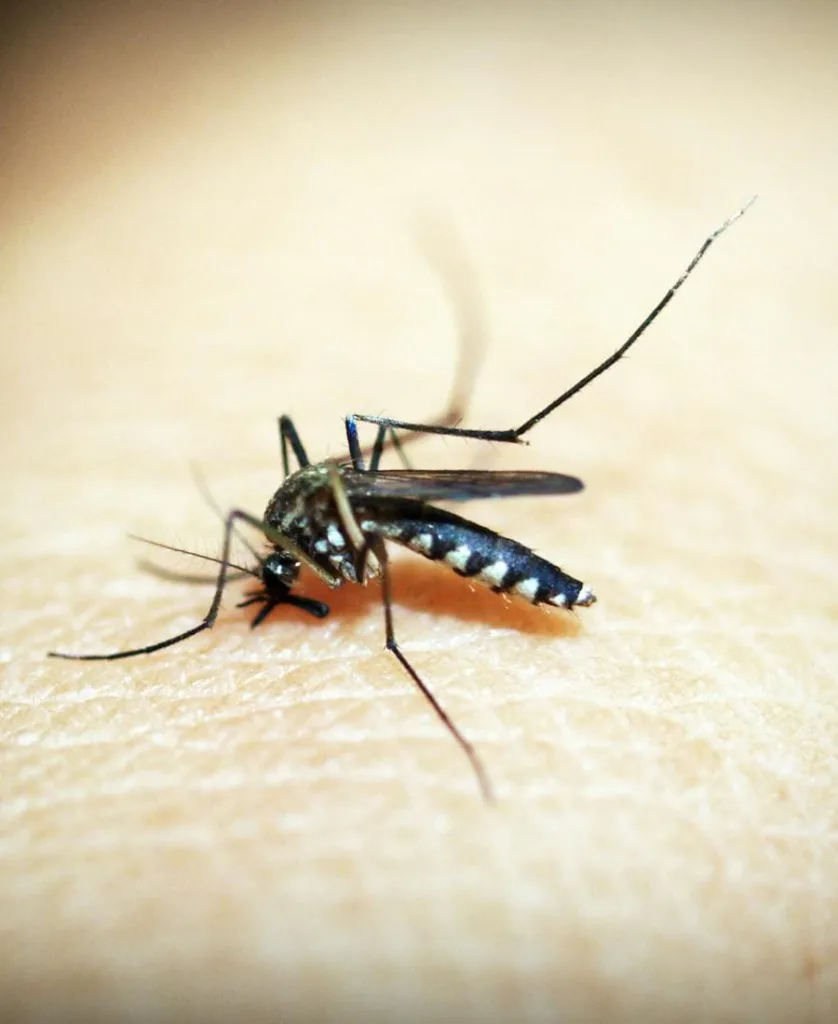 Spiritual Meaning of Mosquito Bites