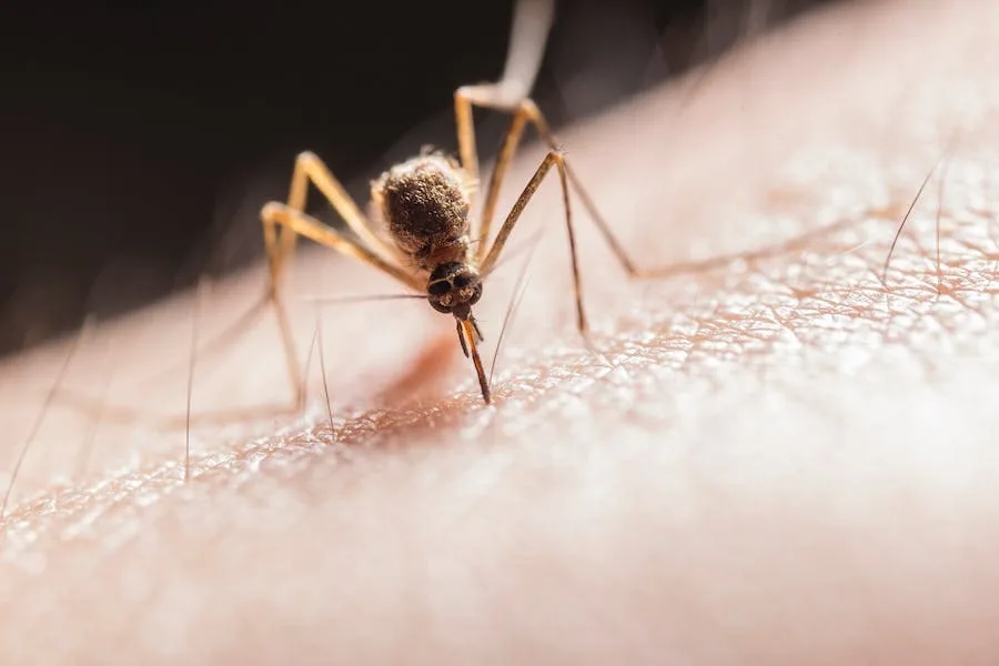 Spiritual Meaning of Mosquito Bites (Deep Meanings)