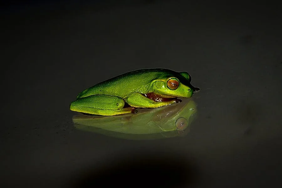 Spiritual Meaning of Seeing a Frog at Night (Answered)