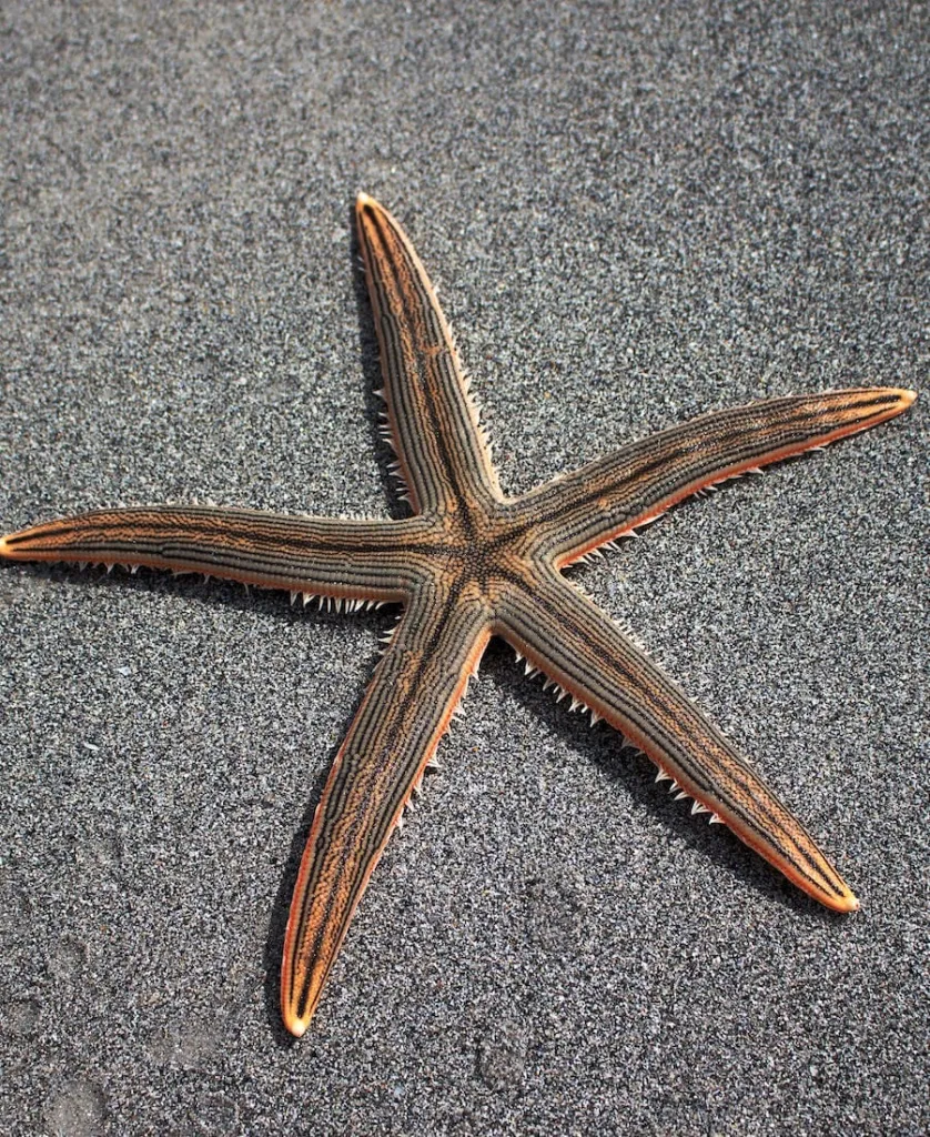 Spiritual Meaning of Starfish