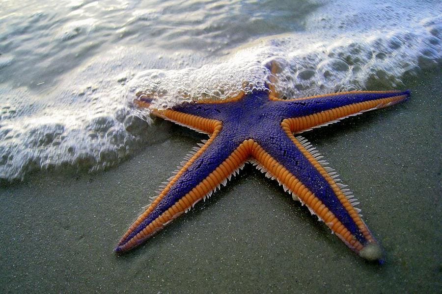 Spiritual Meaning of Starfish: Symbolism and Significance
