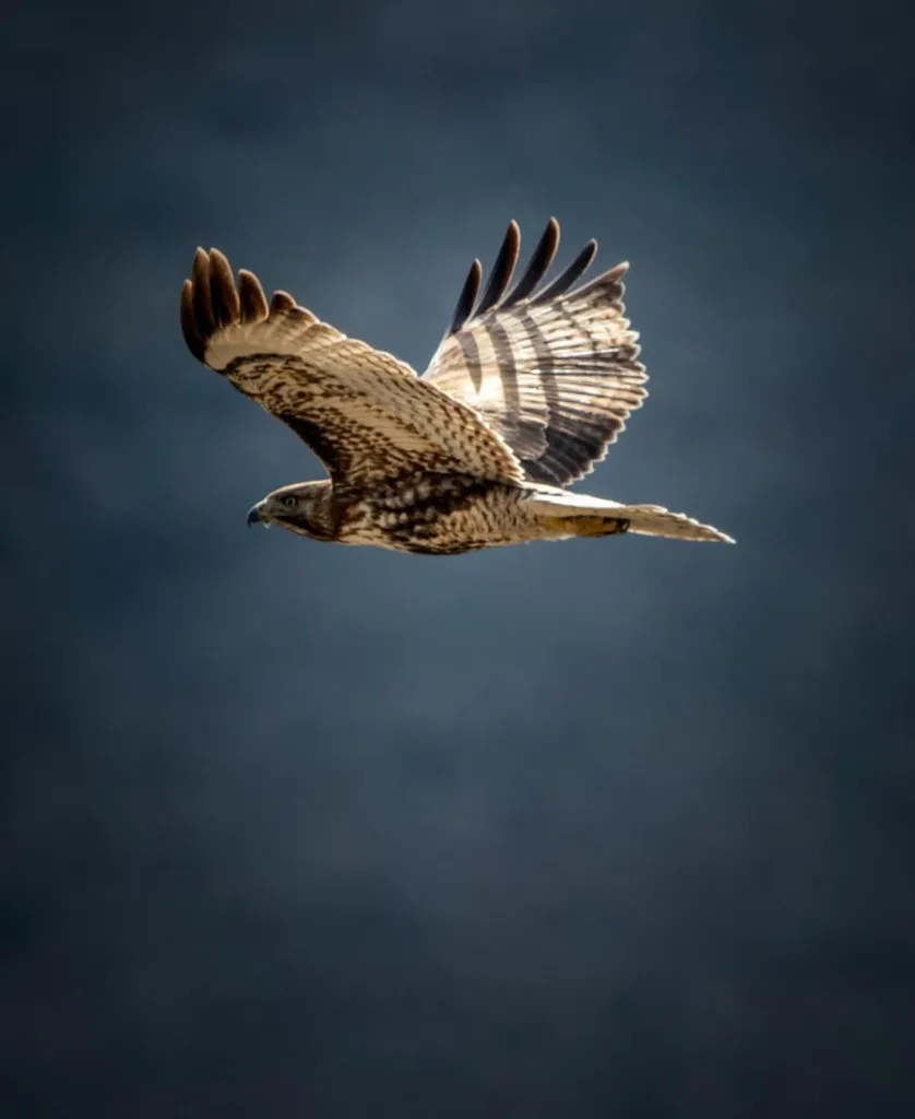 Spiritual Meaning of a Hawk Flying Over You