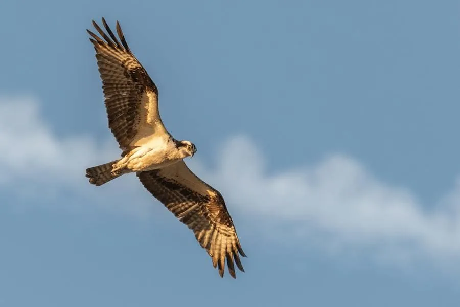 Spiritual Meaning of a Hawk Flying Over You (Explained)