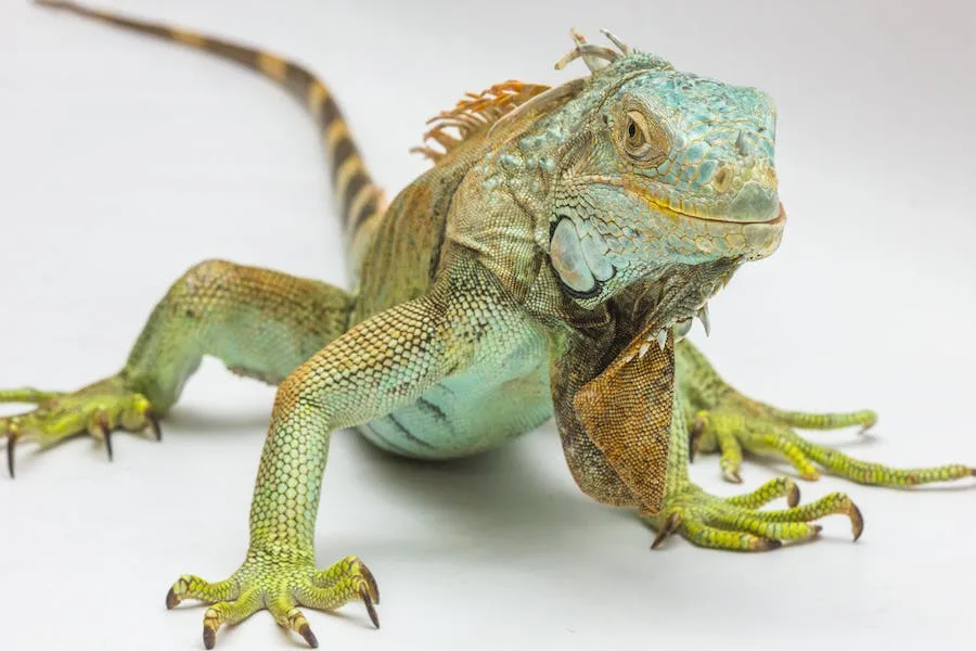 spiritual meaning of a lizard in your house