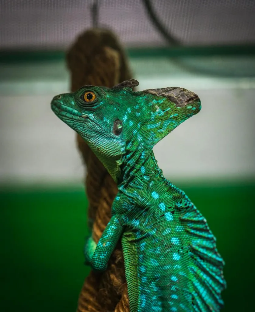 lizard in home aquarium