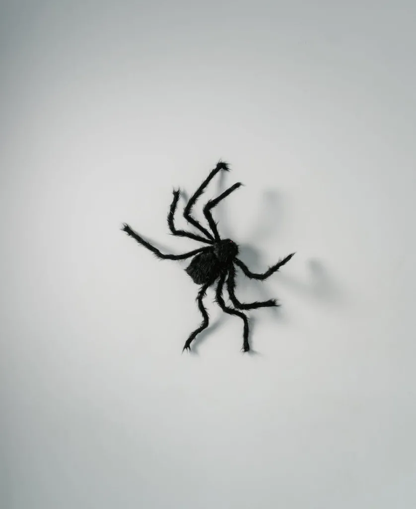 a spider on the wall