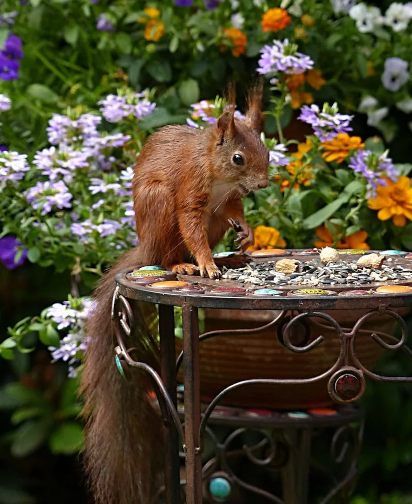 Squirrel on a table