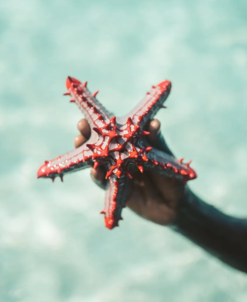 Starfish in someones hand