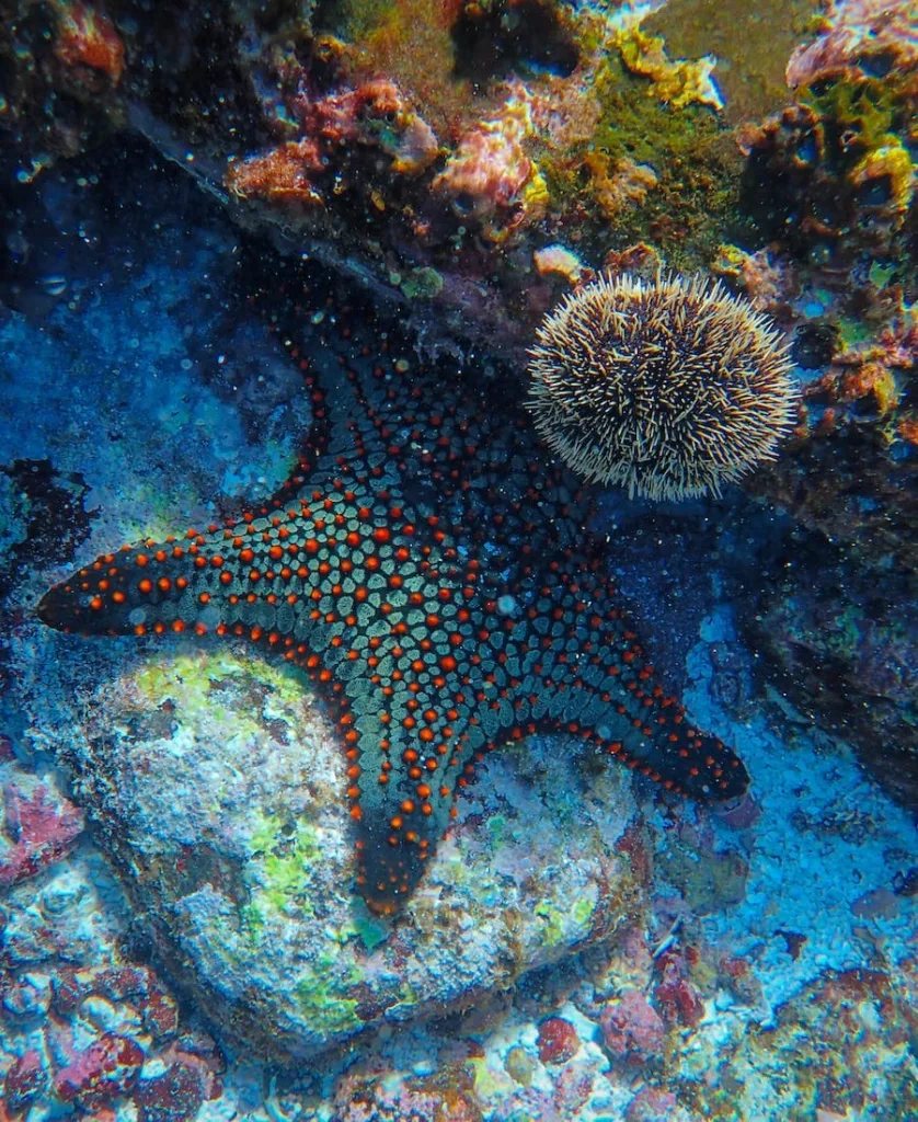 Starfish resting on a coral with a sea urchin by its side