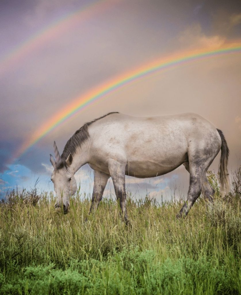 Unicorn with rainbow in the background