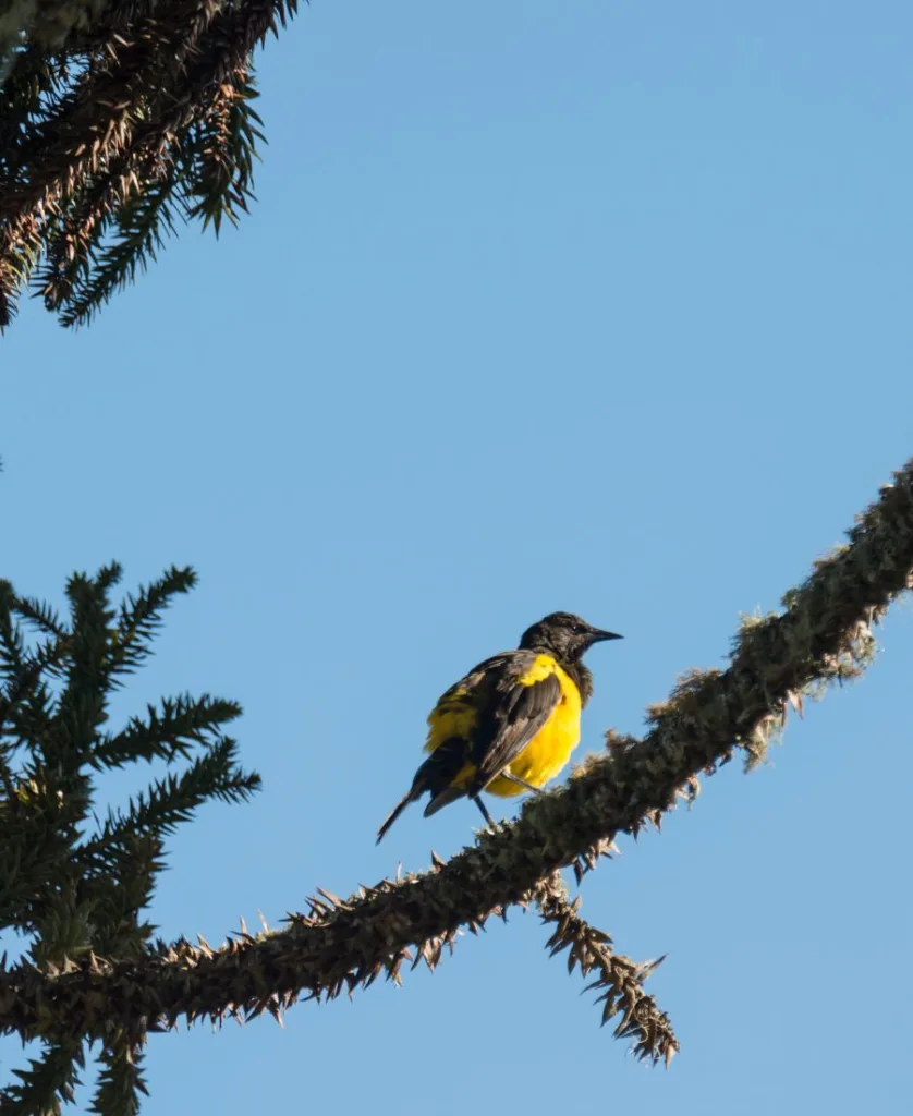 the yellow black bird on the branch of a tall tree