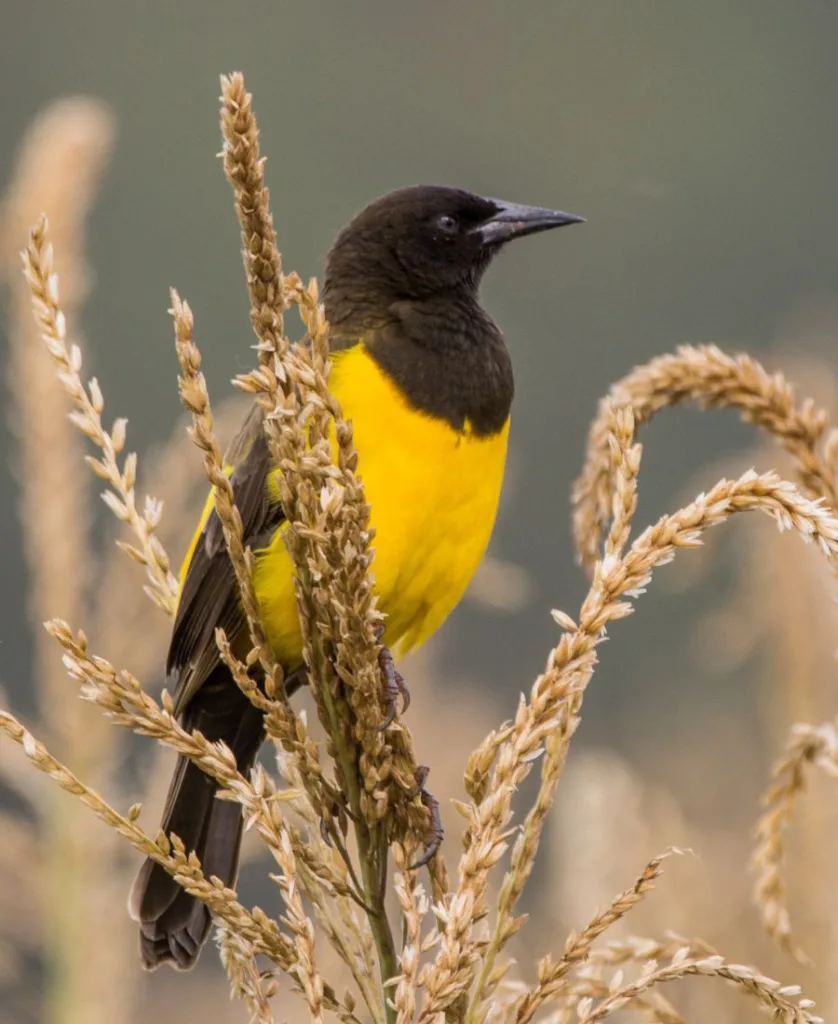 yellow and black bird spiritual meaning