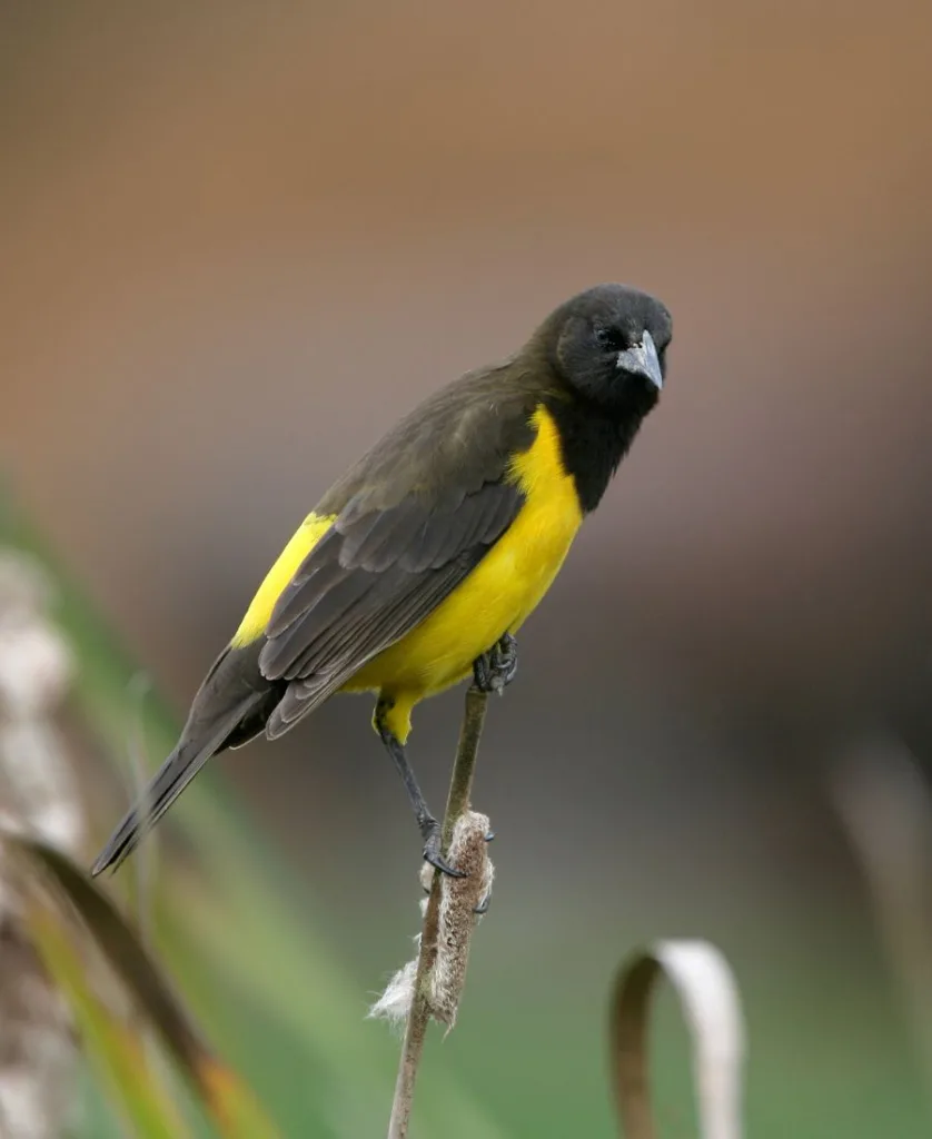 the yellow black bird on the branch