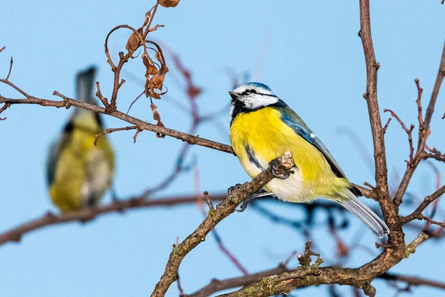 spiritual meaning of yellow and black bird