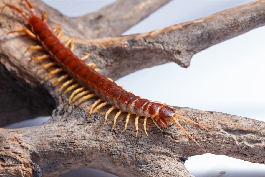 10 Powerful Spiritual Meanings of Seeing a Centipede