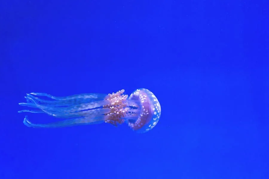 10 Spiritual Meanings of Jellyfish: Aquatic Symbolism