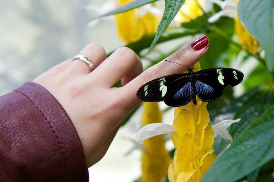 11 Spiritual Meanings Of A Butterfly Landing On You