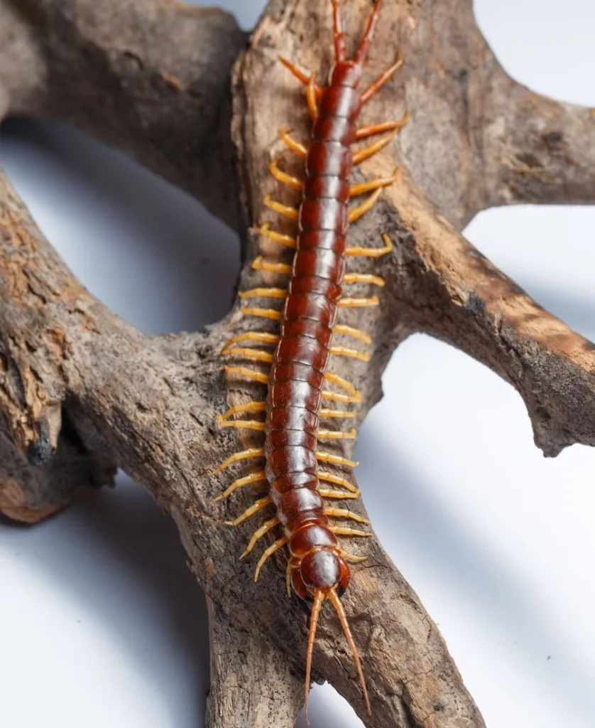 Centipede on a branch