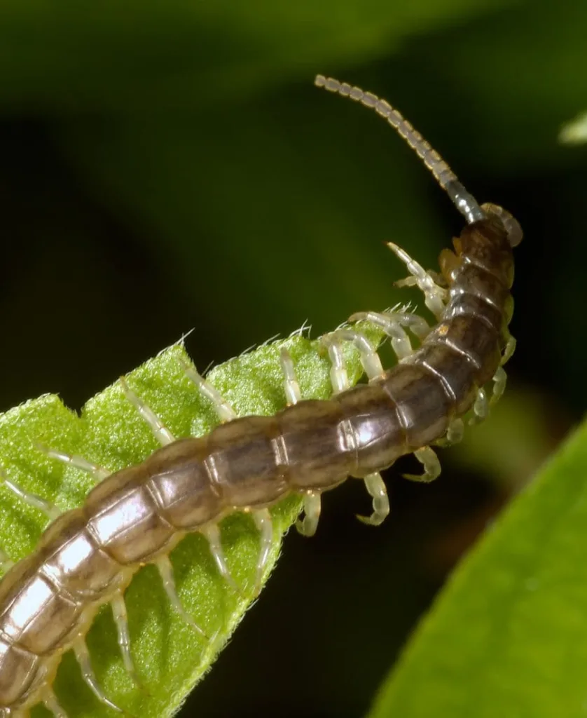Centipede on a leaf