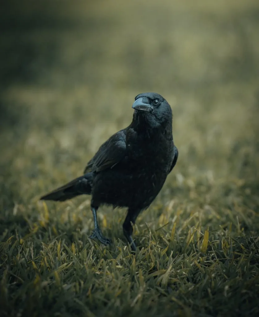 Crow walking on the grass