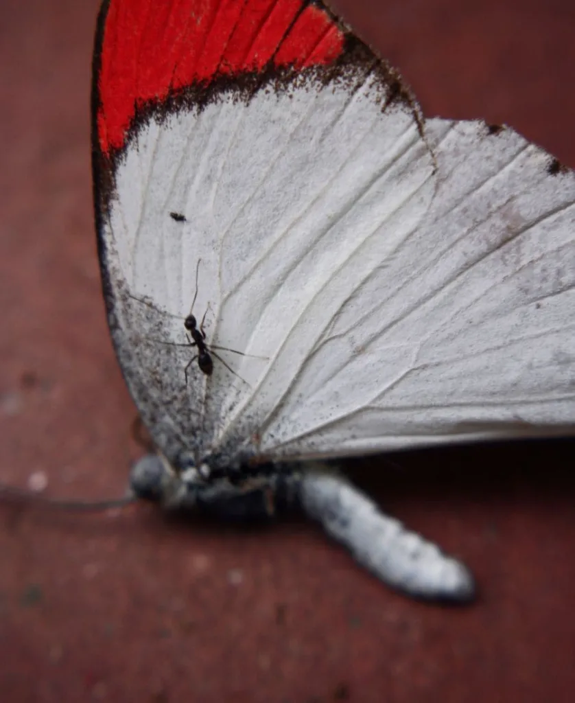 Dead Butterfly Meaning