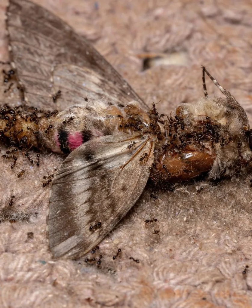 Dead butterfly being eaten by ants