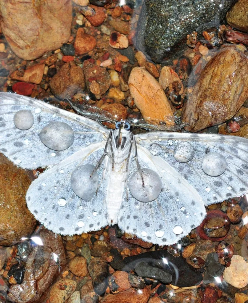 Dead white butterfly