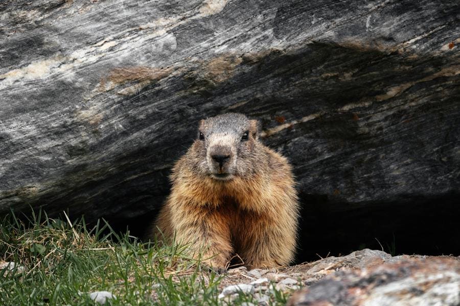 Groundhog Spiritual Meaning: 9 Deep Messages