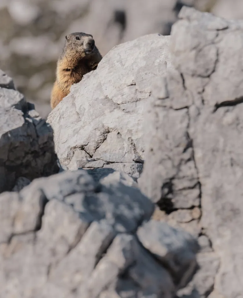 Groundhog climbing a rock