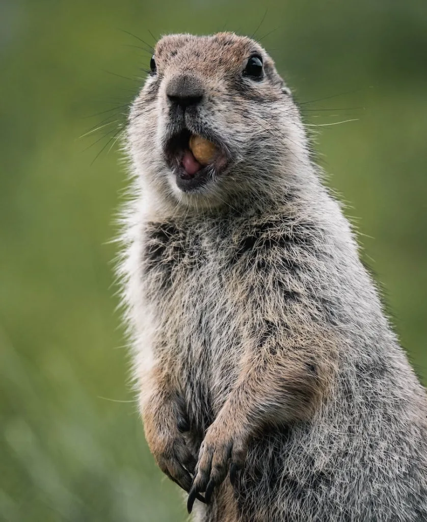 Groundhog eating