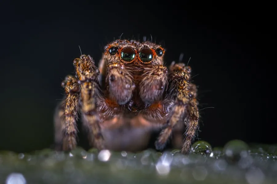 Jumping Spider Spiritual Meaning (Good Sign)