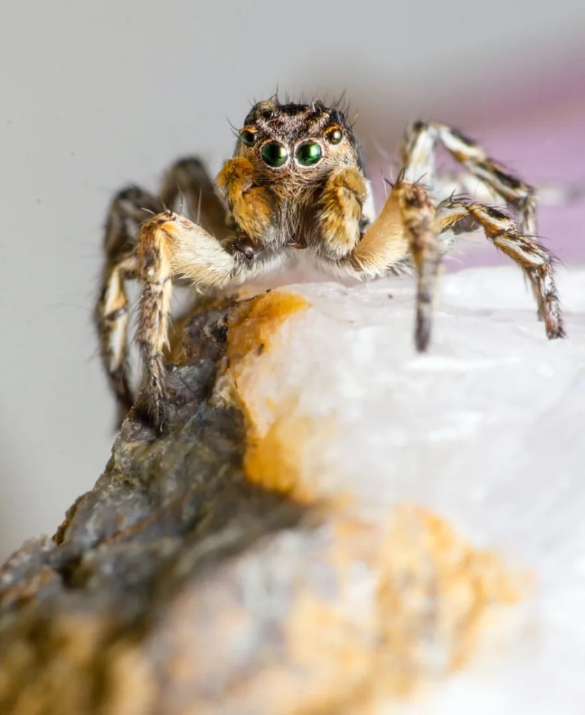 Jumping Spider on a rock