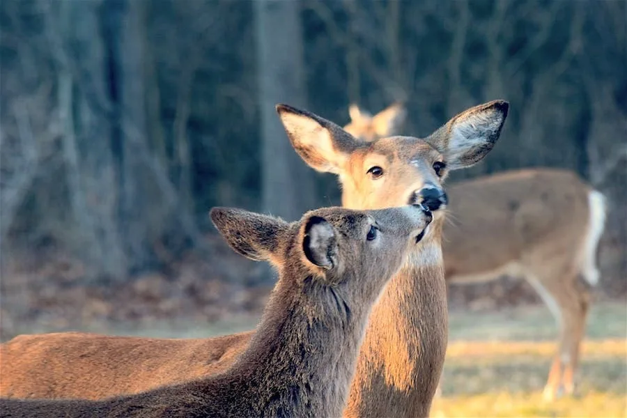 Spiritual Meaning of Seeing 3 Deer (Angel Sign?)