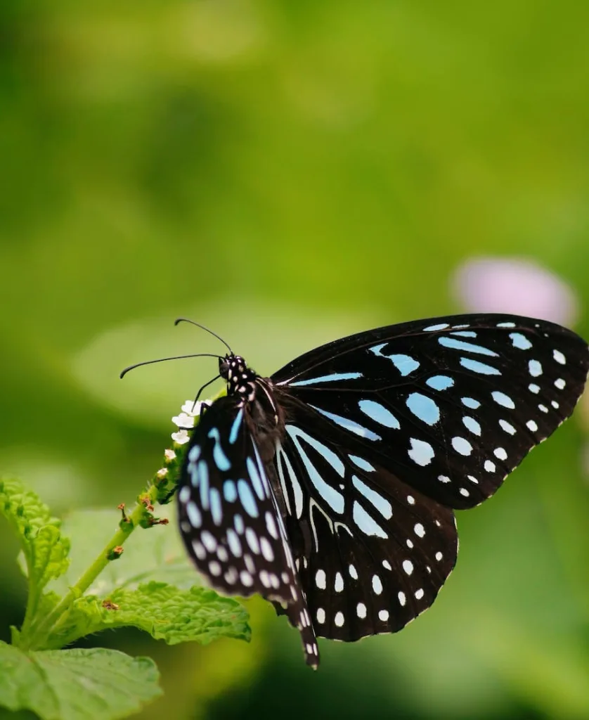 Spiritual Meanings Of A Butterfly Landing On You