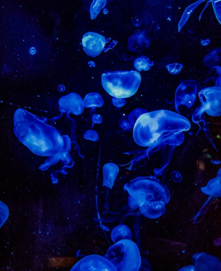 Spiritual Meanings of Jellyfish