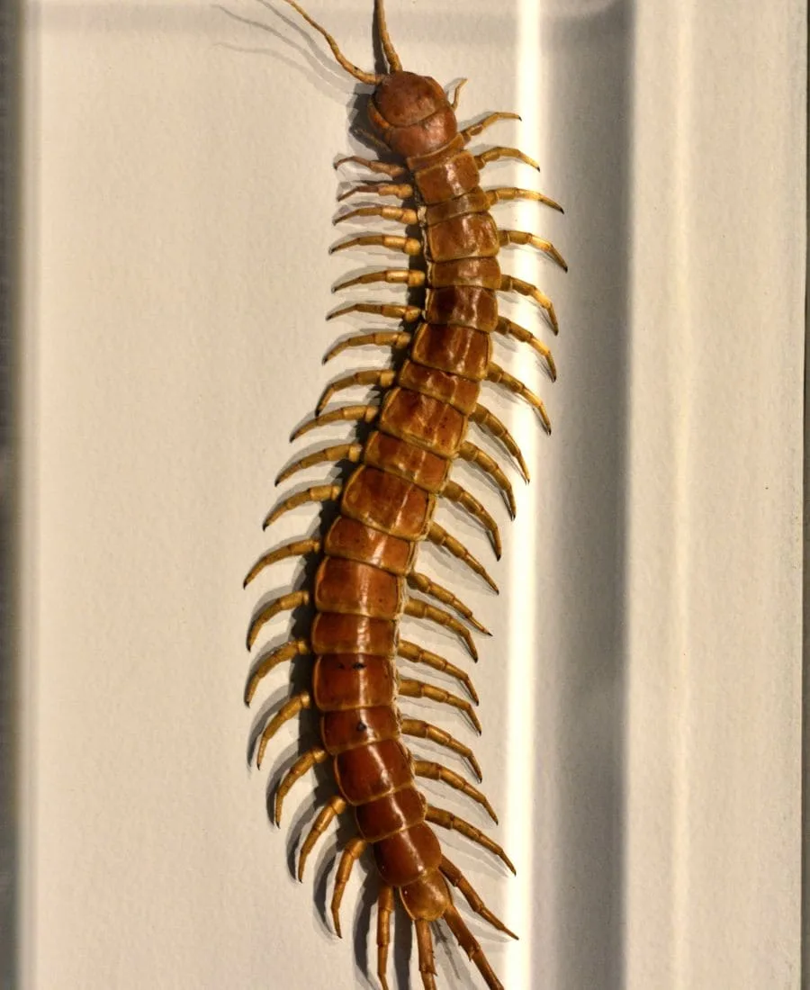 Spiritual Meanings of Seeing a Centipede