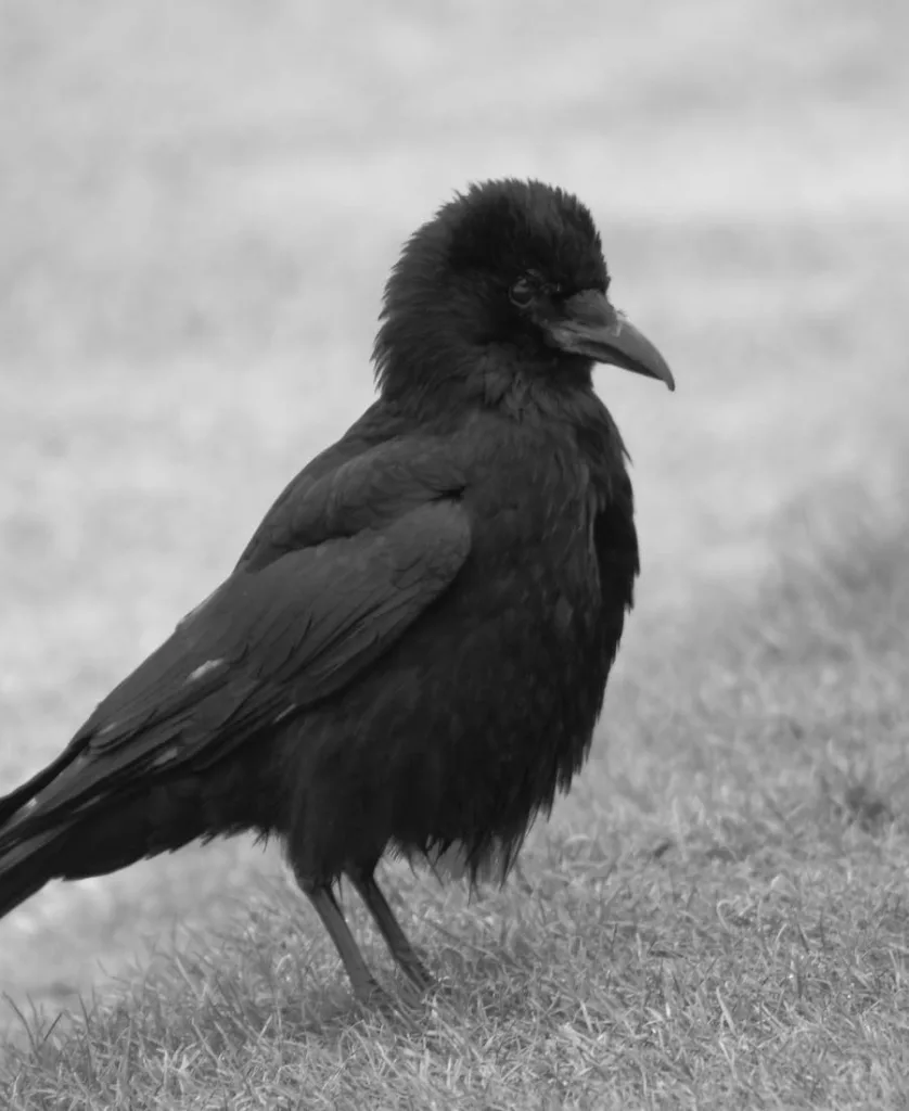 What Does Hearing a Crow Mean Spiritually