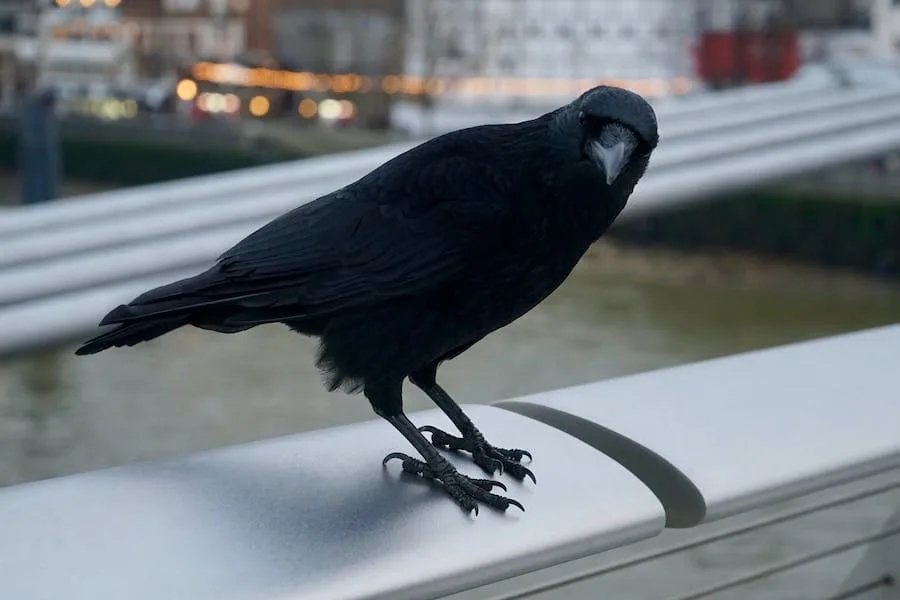What Does Hearing a Crow Mean Spiritually: Symbolism and Interpretation