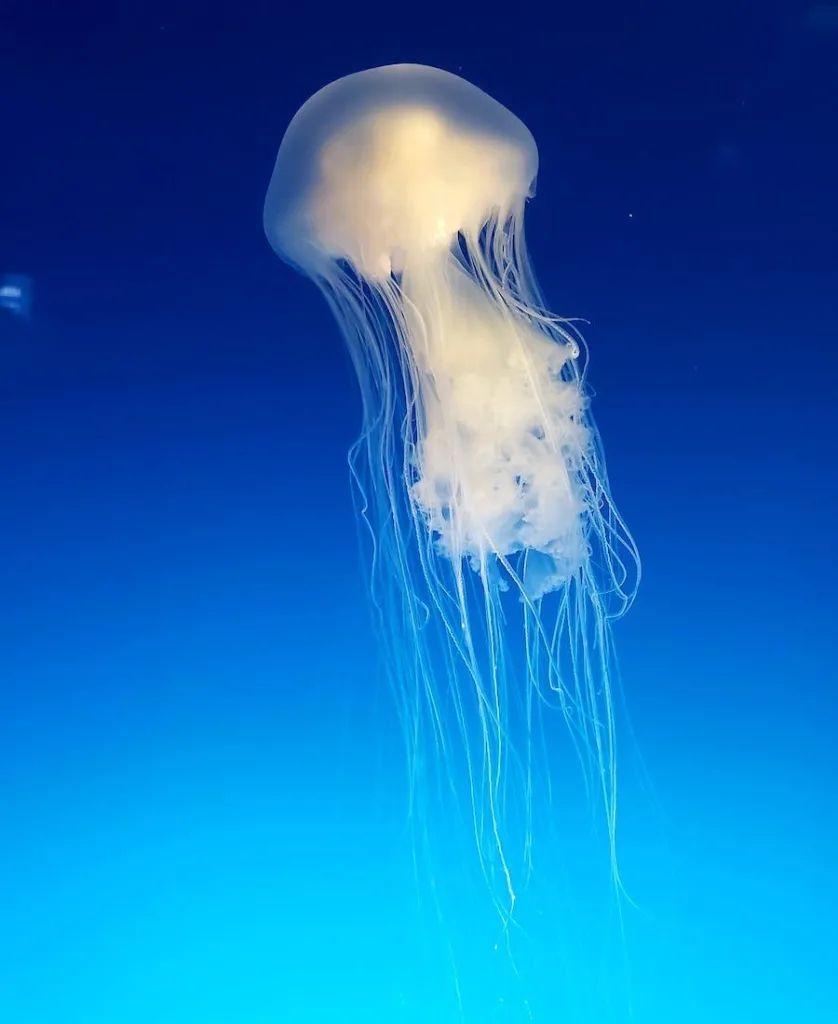 White Jellyfish