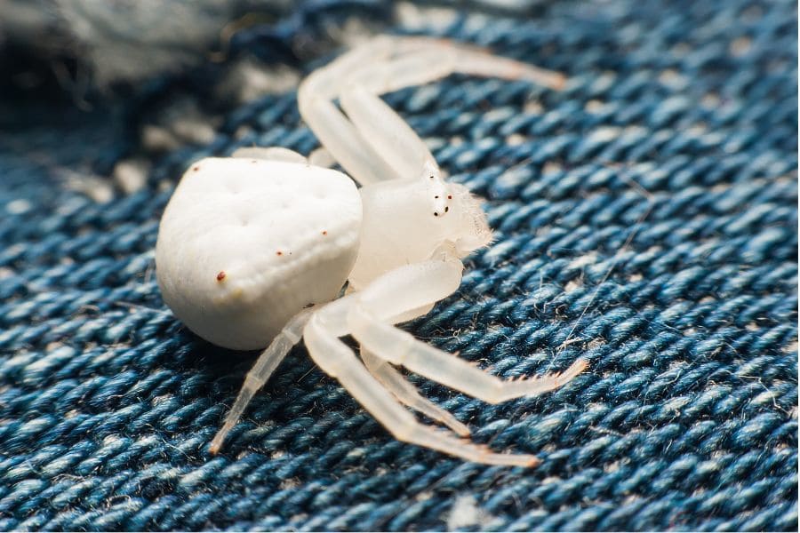 11 Spiritual Meanings of Seeing a White Spider