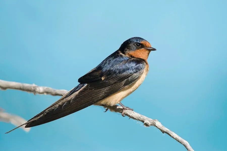 12 Spiritual Meanings of Swallow Bird