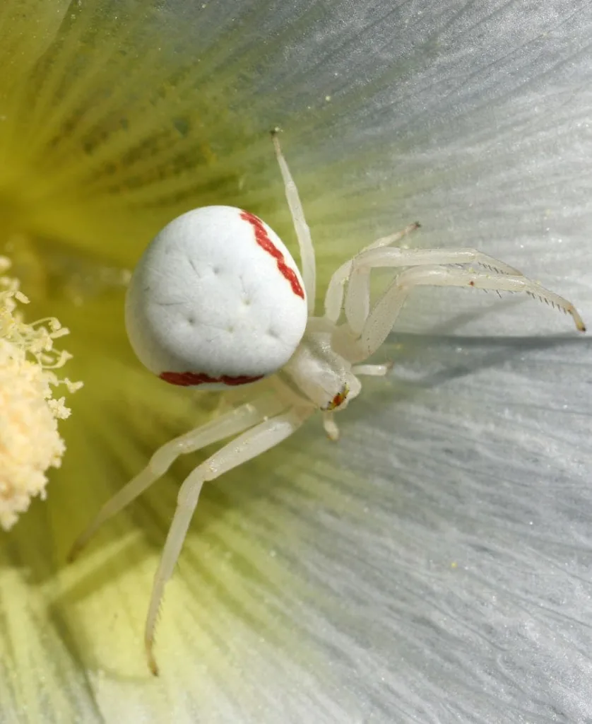 Big White Spider