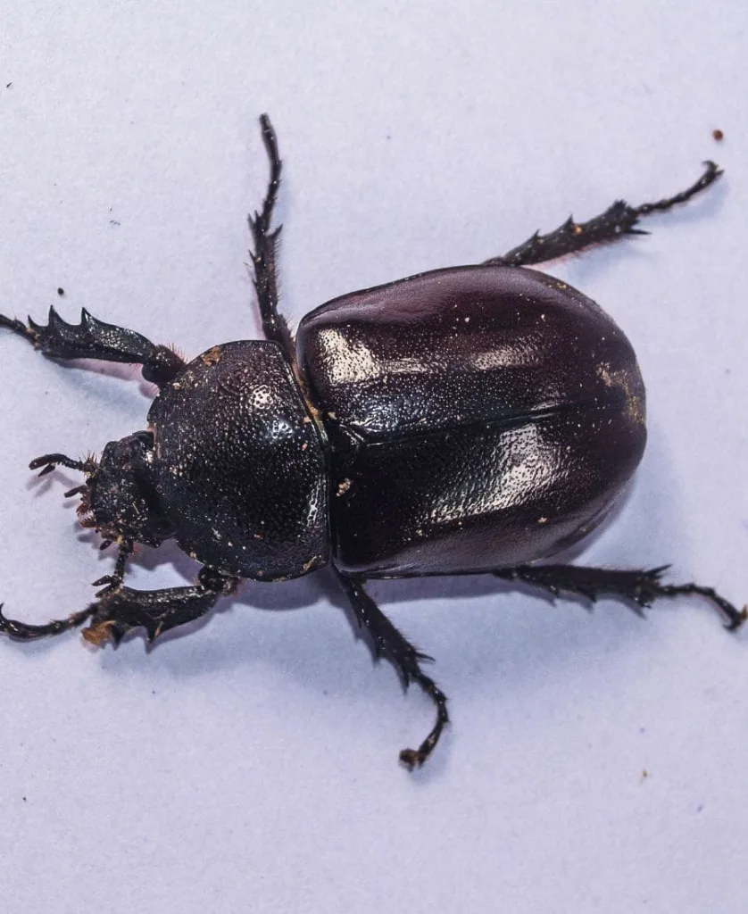 Black Beetle