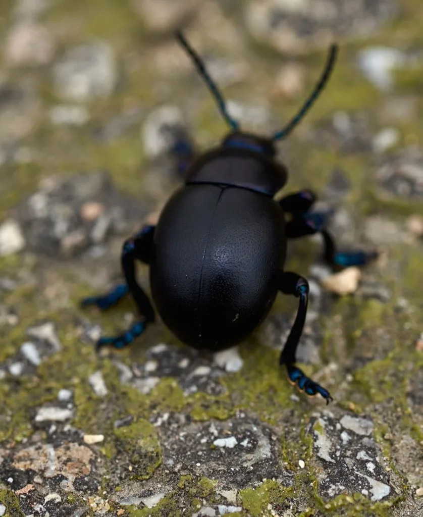 Black Beetle Spiritual Meaning