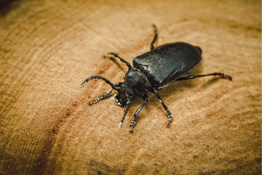 Black Beetle Spiritual Meaning (6 Wonderful Meanings)