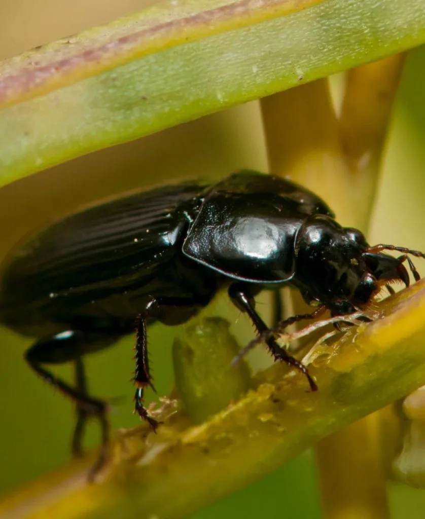 Black Beetle on a plant