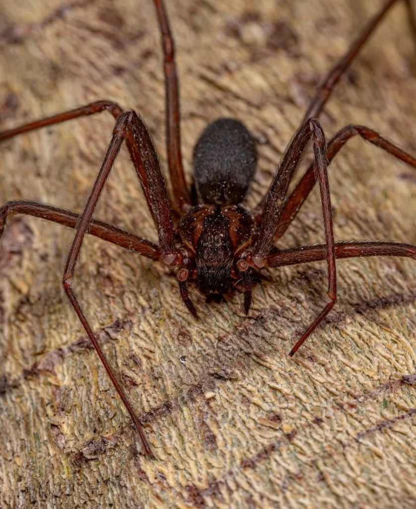 Brown Spider