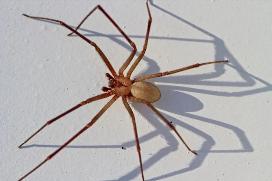 Brown Spider Spiritual Meaning (9 Powerful Signs)