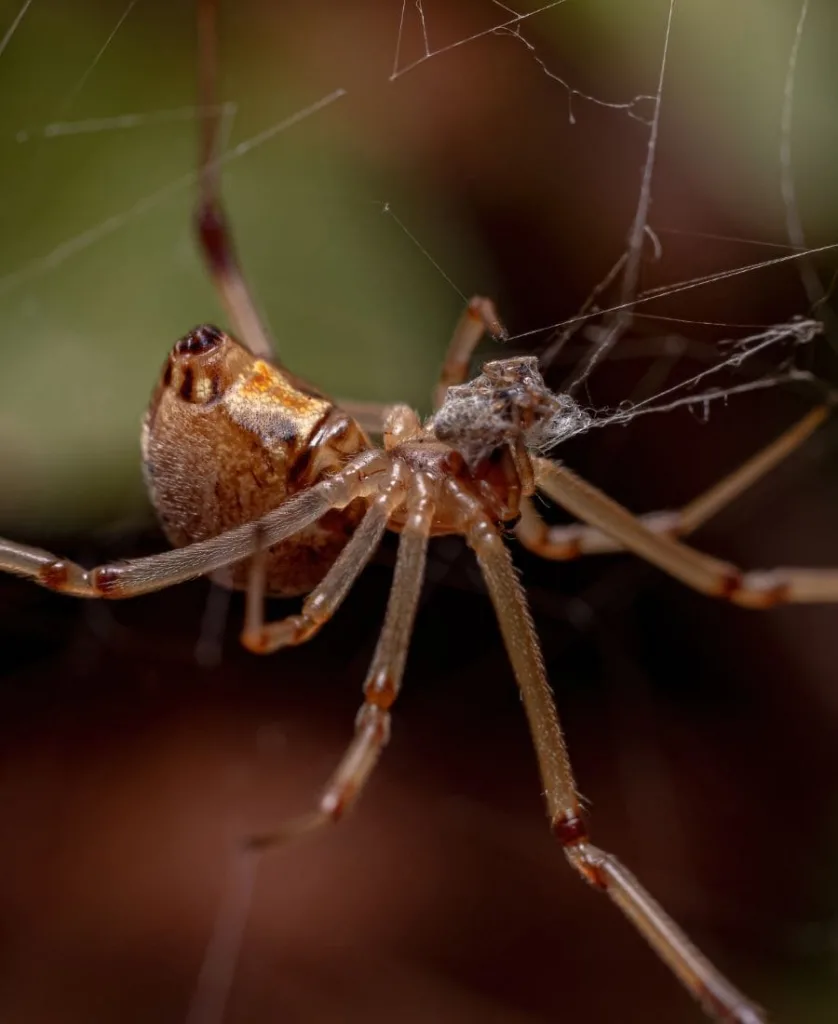 Brown Spider on its net