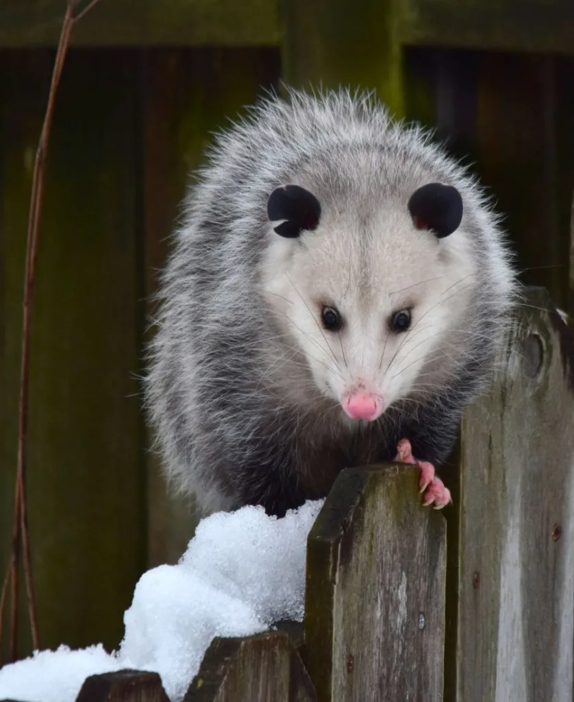 Possum climbing a fence